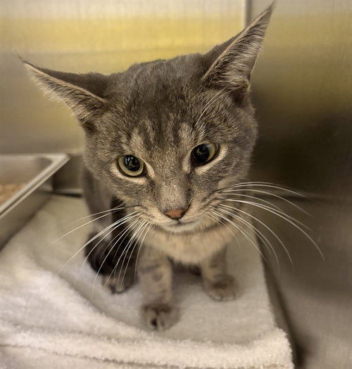 *BOBBY, a Domestic Short Hair (medium coat) cat for adoption in Forestville, MD