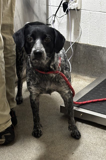 *BRYNN, a Pointer / Mixed (medium coat) dog for adoption in Forestville, MD