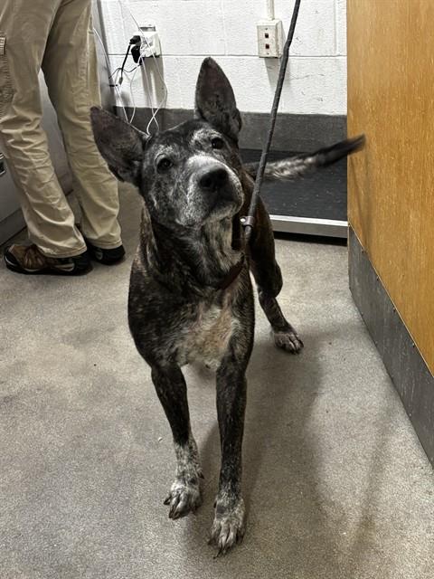 *GRETA, a Dutch Shepherd / Mixed (medium coat) dog for adoption in Forestville, MD