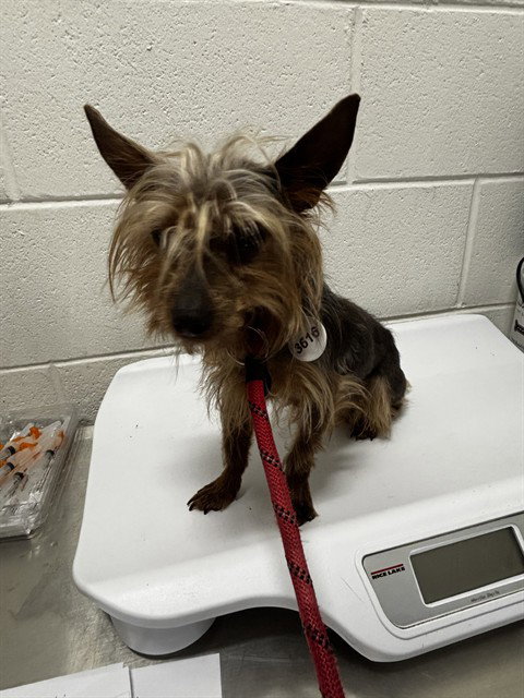 *BALDIE, a Yorkshire Terrier Yorkie (long coat) dog for adoption in Forestville, MD