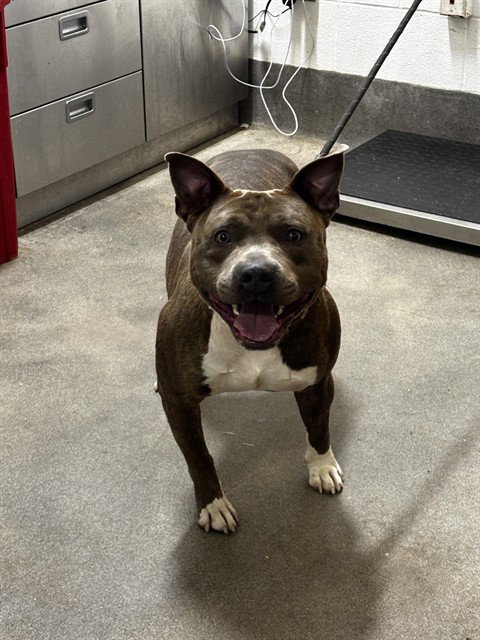 CASH, a Pit Bull Terrier (medium coat) dog for adoption in Forestville, MD