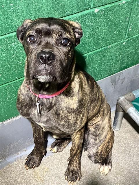 *LILY, a Cane Corso Mastiff / Mixed (short coat) dog for adoption in Forestville, MD