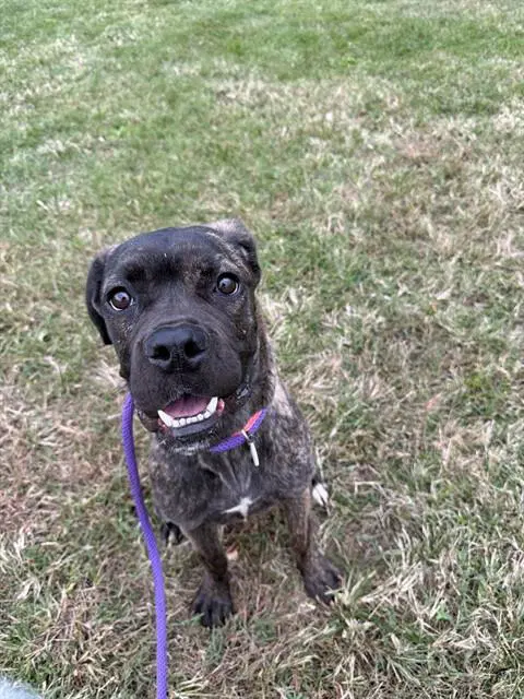 Lily - Cane Corso Mastiff
