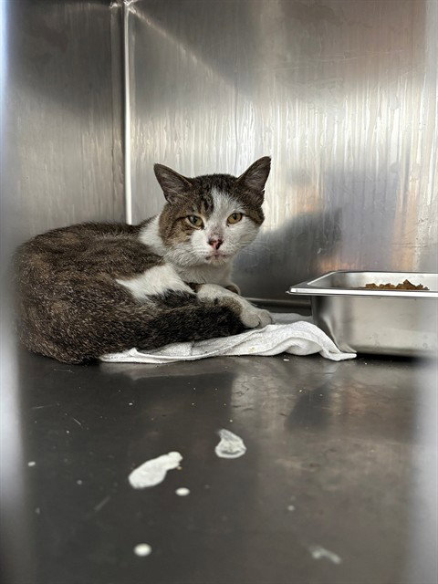 CHEESE, a Domestic Short Hair (short coat) cat for adoption in Forestville, MD