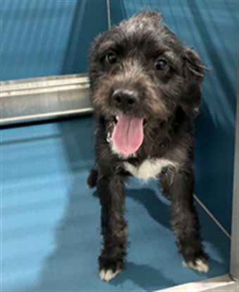 ZAAIGE, a Poodle (Miniature) / American Bulldog / Mixed (medium coat) dog for adoption in Forestville, MD