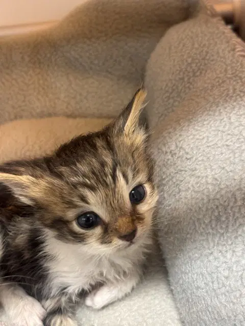 Buttercup - Domestic Short Hair