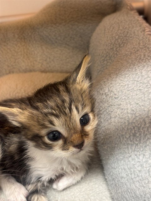 *BUTTERCUP, a Domestic Short Hair (short coat) cat for adoption in Forestville, MD