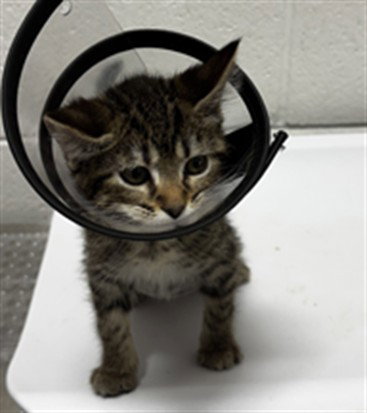 *BUBBLES, a Domestic Short Hair (short coat) cat for adoption in Forestville, MD