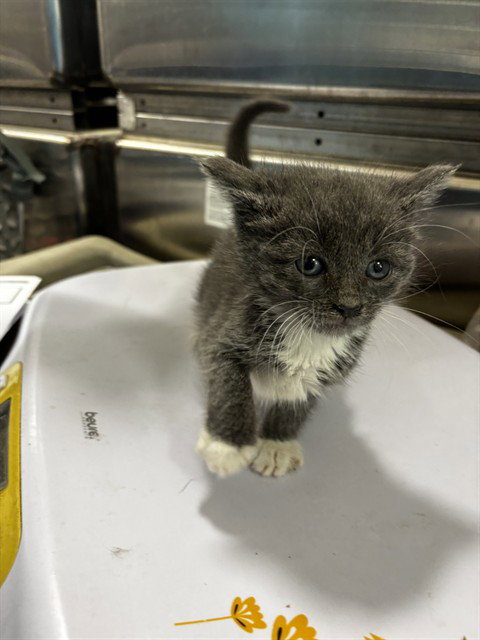 *BLOSSOM, a Domestic Short Hair (short coat) cat for adoption in Forestville, MD