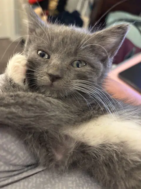 Blossom - Domestic Short Hair