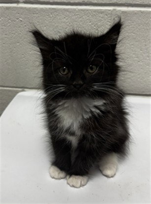 *BUTTERCUP, a Domestic Medium Hair (long coat) cat for adoption in Forestville, MD