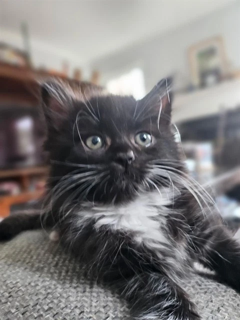 Buttercup