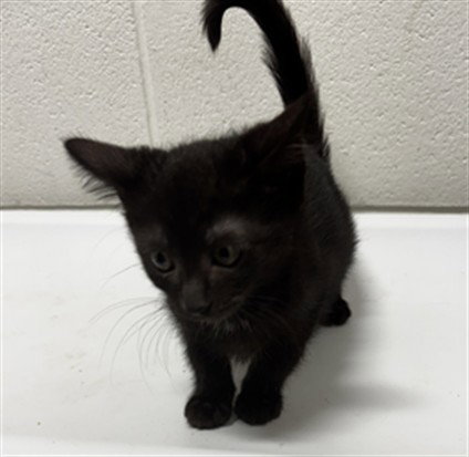 *SANDERS, a Domestic Short Hair (short coat) cat for adoption in Forestville, MD