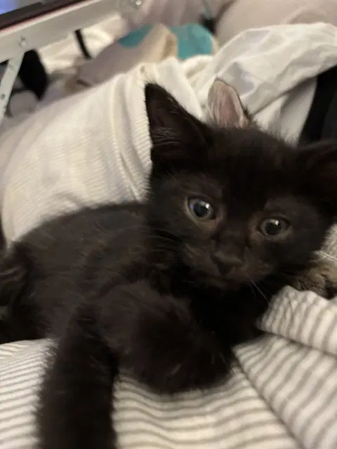 Sanders - Domestic Short Hair