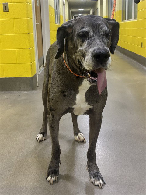 BEAÃ, a Great Dane (short coat) dog for adoption in Forestville, MD