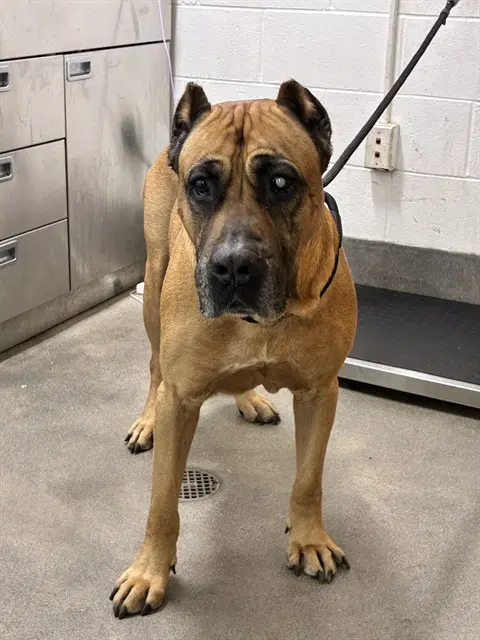 Santos - Presa Canario