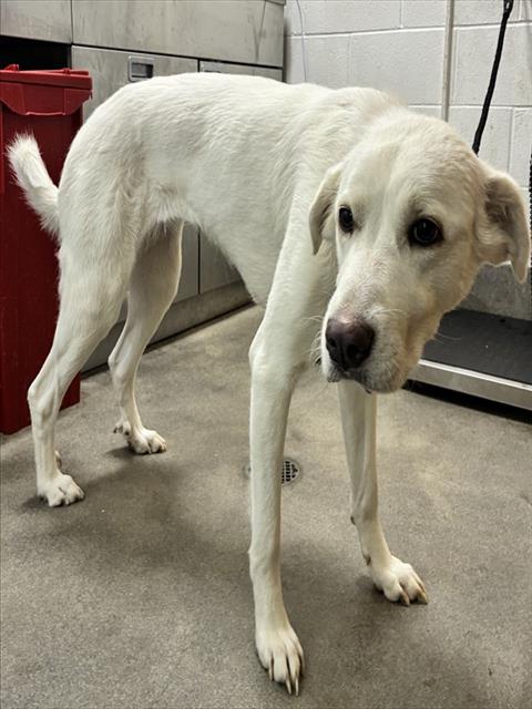 PERLA, a Great Pyrenees / Mixed (short coat) dog for adoption in Forestville, MD