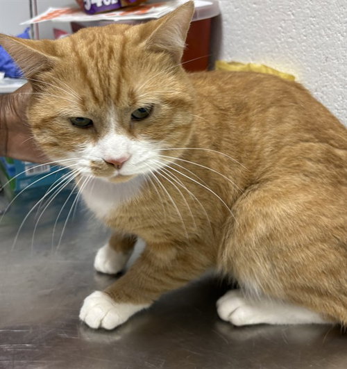*LOU, a Domestic Short Hair (medium coat) cat for adoption in Forestville, MD
