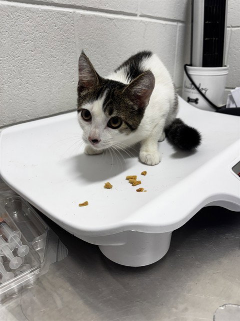 *CAM, a Domestic Short Hair (short coat) cat for adoption in Forestville, MD