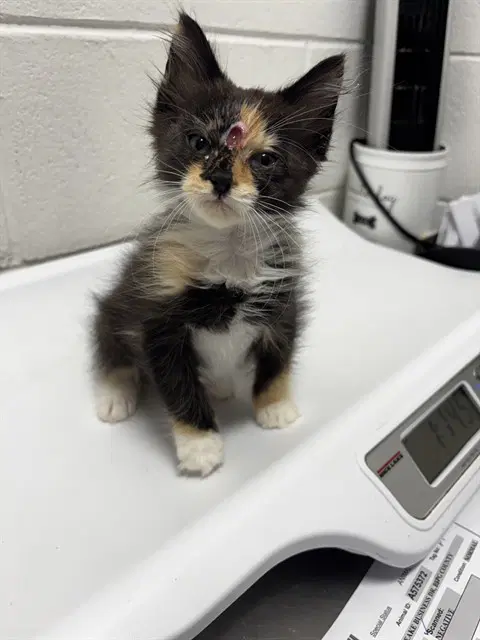 Charlotte - Domestic Medium Hair