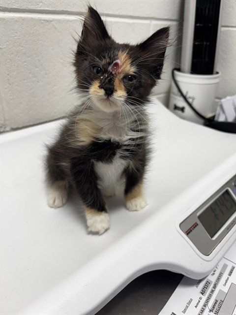 *CHARLOTTE, a Domestic Medium Hair (medium coat) cat for adoption in Forestville, MD