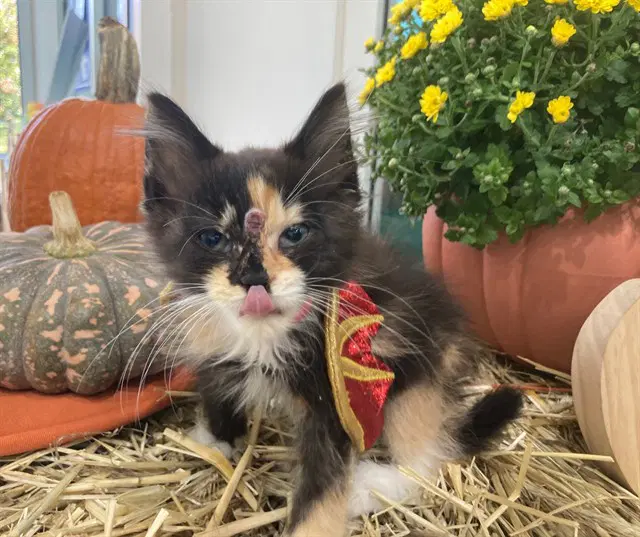 Charlotte - Domestic Medium Hair