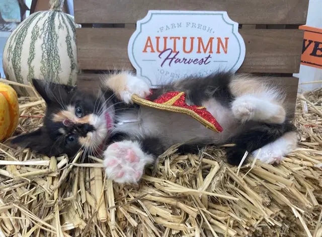 Charlotte - Domestic Medium Hair