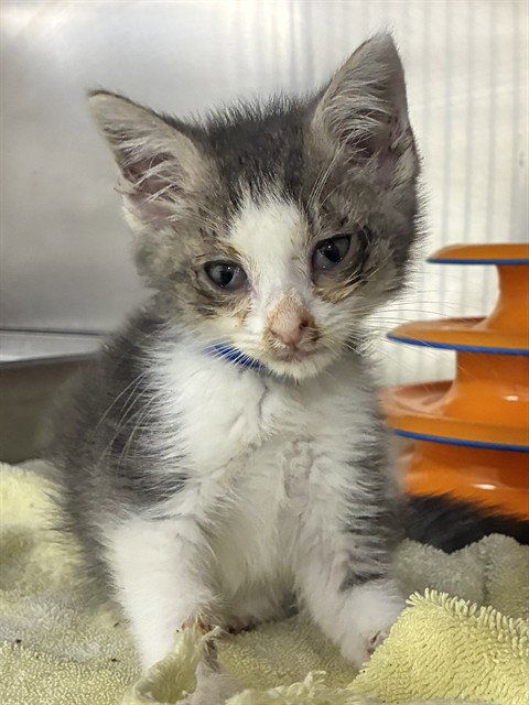 *ANTON, a Domestic Short Hair (short coat) cat for adoption in Forestville, MD
