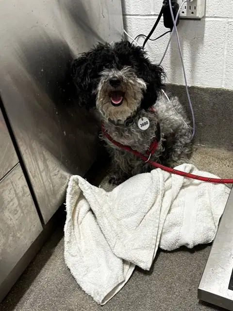 Ashley - Poodle (Miniature)