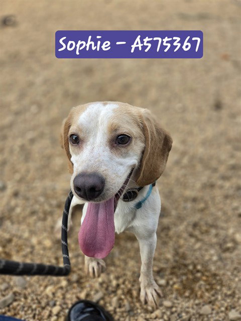 *SOPHIE, a Beagle (short coat) dog for adoption in Forestville, MD