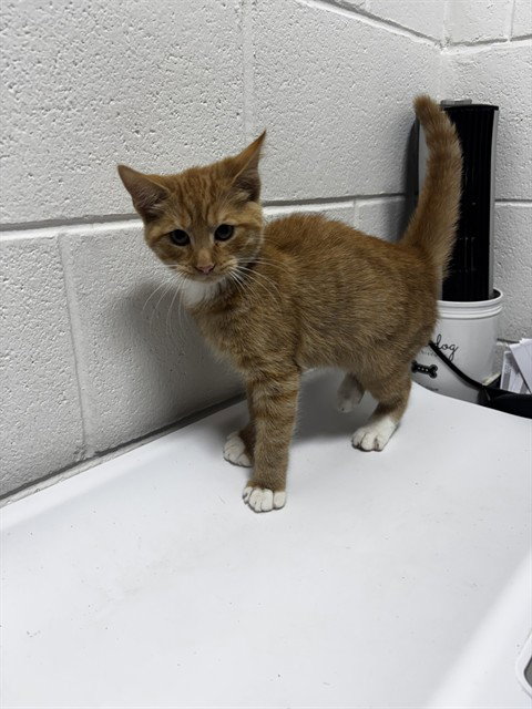 *APRIL, a Domestic Short Hair (medium coat) cat for adoption in Forestville, MD