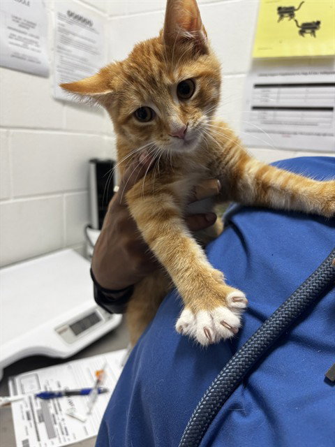 *CALVIN, a Domestic Short Hair (medium coat) cat for adoption in Forestville, MD