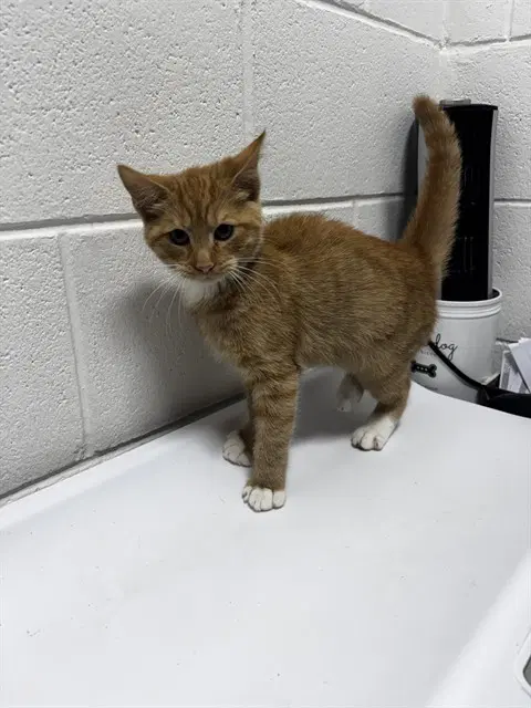 Sandra - Domestic Short Hair