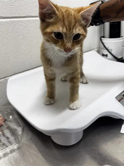 Roy - Domestic Short Hair