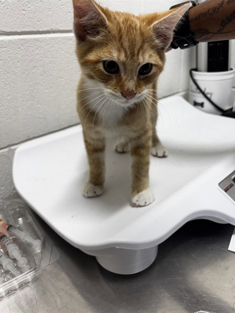 *ROY, a Domestic Short Hair (medium coat) cat for adoption in Forestville, MD