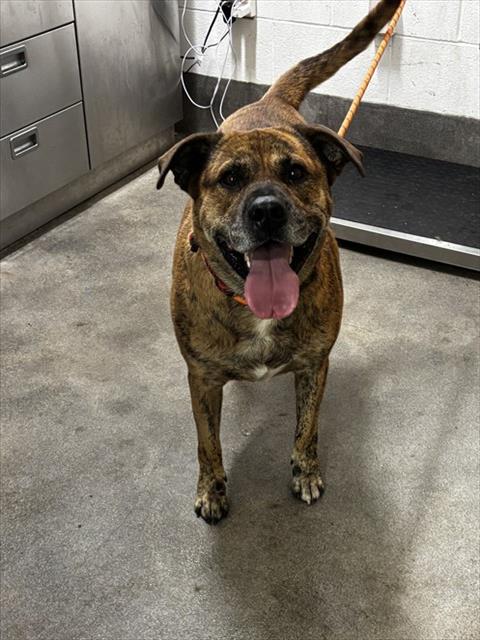 DUKE
