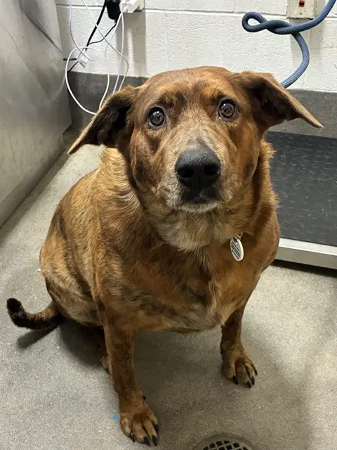Aspen - Plott Hound