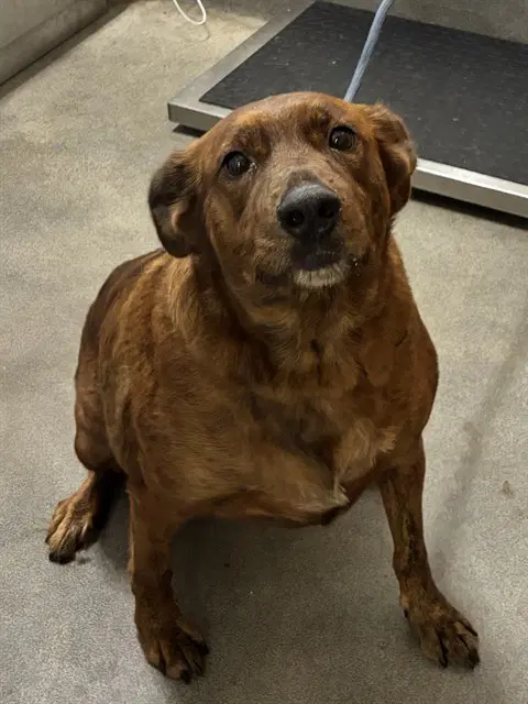 Averi - Plott Hound