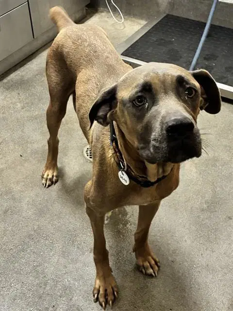 Rosie - Presa Canario