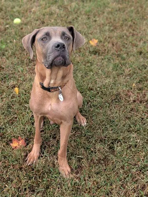Rosie - Presa Canario
