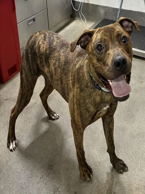 Rover - Pit Bull Terrier