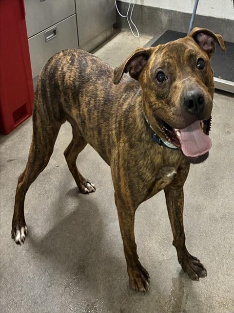 *ROVER, a Pit Bull Terrier (medium coat) dog for adoption in Forestville, MD