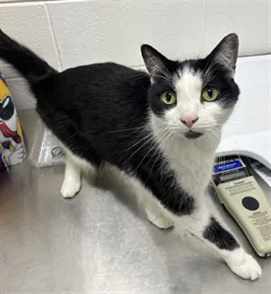Mark - Domestic Short Hair