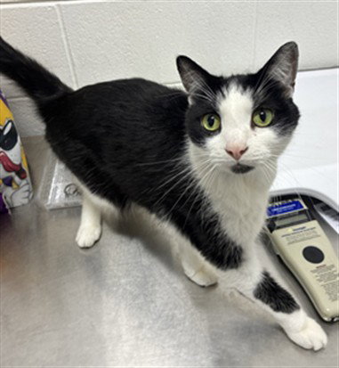 *MARK, a Domestic Short Hair (short coat) cat for adoption in Forestville, MD
