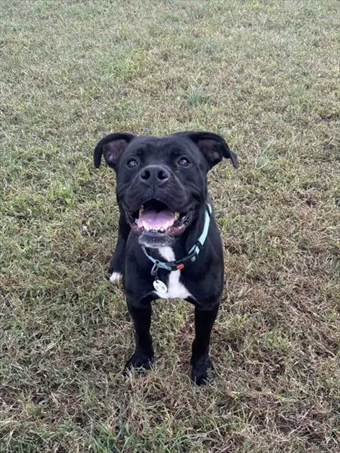 Montana - Boxer