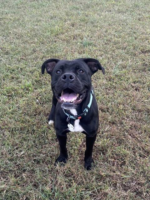 *MONTANA, a Boxer / Mixed (short coat) dog for adoption in Forestville, MD