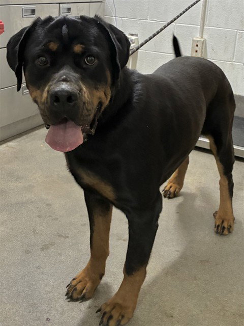 *BROCK, a Rottweiler / Mixed (short coat) dog for adoption in Forestville, MD