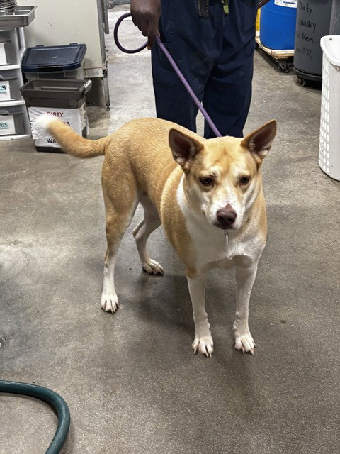 NAYLA, a Siberian Husky / American Pit Bull Terrier / Mixed (short coat) dog for adoption in Forestville, MD