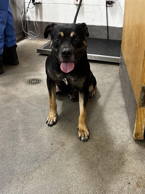 KAYLOR, a Pit Bull Terrier (short coat) dog for adoption in Forestville, MD