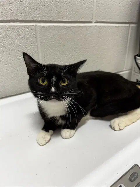 Jinx - Domestic Short Hair